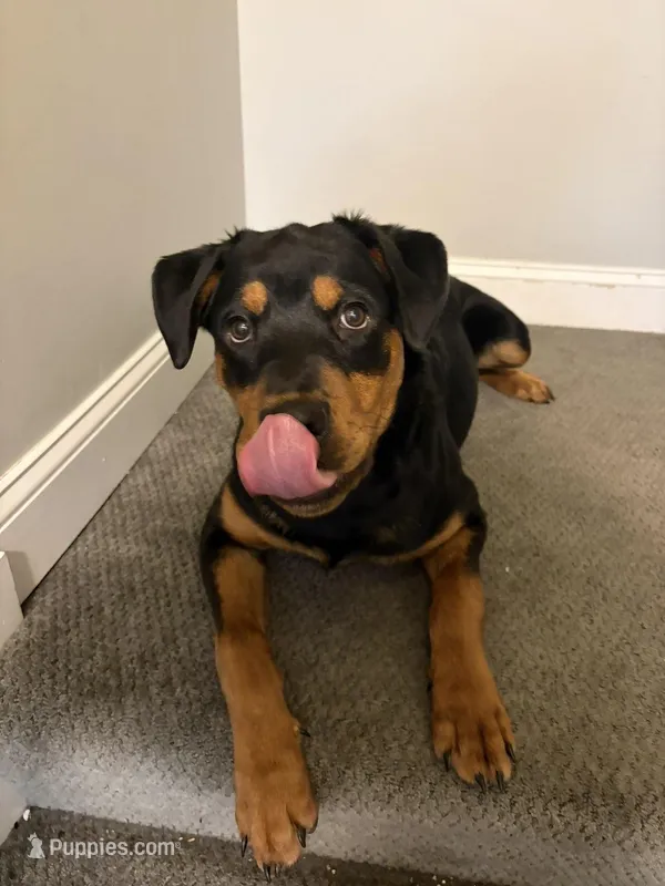 Snoop – Rottweiler puppy for sale in Syracuse, NY