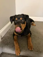 Snoop, a male Rottweiler for sale in Syracuse, NY – Photo 1 of 5