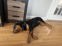 Snoop, a male Rottweiler for sale in Syracuse, NY – Photo 3 of 5