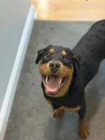 Snoop, a male Rottweiler for sale in Syracuse, NY – Photo 2 of 5