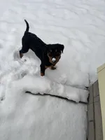 Snoop, a male Rottweiler for sale in Syracuse, NY – Photo 4 of 5