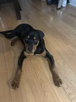 Snoop, a male Rottweiler for sale in Syracuse, NY – Photo 5 of 5