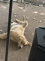 Sky, a female Golden Retriever for sale in Lehigh Acres, FL – 3 of 4
