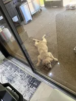 Sky, a female Golden Retriever for sale in Lehigh Acres, FL – 2 of 4