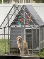 Sky, a female Golden Retriever for sale in Lehigh Acres, FL – 4 of 4