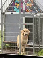 Sky, a female Golden Retriever for sale in Lehigh Acres, FL – 1 of 4