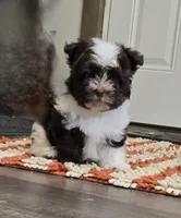 Luke, a male Havanese for sale in Grant City, MO – 3 of 3