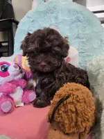 Lucky, a male Havanese for sale in Grant City, MO – 1 of 3