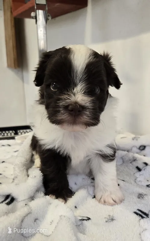 Luke – Havanese puppy for sale in Grant City, MO