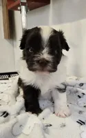 Luke, a male Havanese for sale in Grant City, MO – 1 of 1