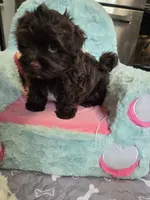 Lawson, a male Havanese for sale in Grant City, MO – 3 of 3