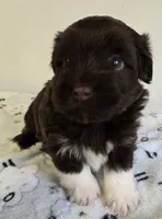 Lacey, a female Havanese for sale in Grant City, MO – 1 of 1