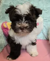Luke, a male Havanese for sale in Grant City, MO – 1 of 3