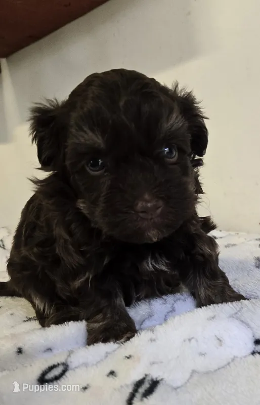 Lawson – Havanese puppy for sale in Grant City, MO