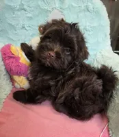 Lawson, a male Havanese for sale in Grant City, MO – 1 of 3