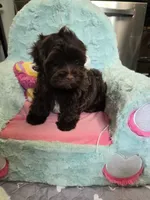 Lawson, a male Havanese for sale in Grant City, MO – 2 of 3