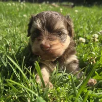 Molly, a female Havanese for sale in Grant City, MO – 1 of 7