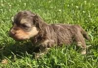 Molly, a female Havanese for sale in Grant City, MO – 2 of 7