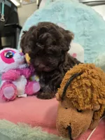 Lucky, a male Havanese for sale in Grant City, MO – 3 of 3
