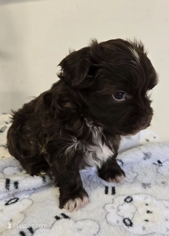 Lilly – Havanese puppy for sale in Grant City, MO
