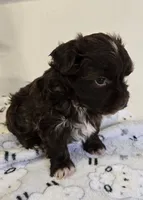 Lilly, a female Havanese for sale in Grant City, MO – 1 of 1