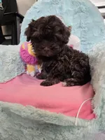 Lucky, a male Havanese for sale in Grant City, MO – 2 of 3