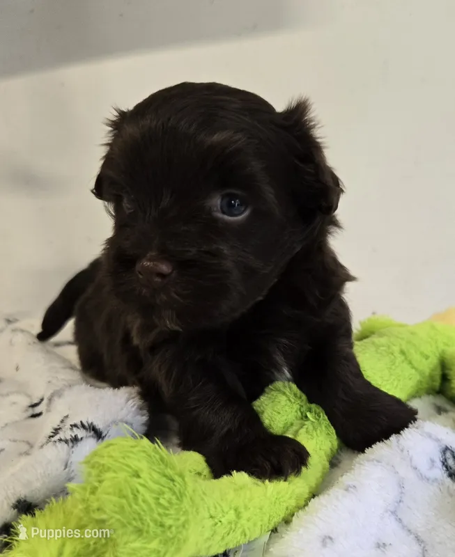 Lucky – Havanese puppy for sale in Grant City, MO