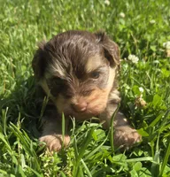 Molly, a female Havanese for sale in Grant City, MO – 4 of 7