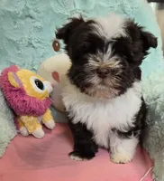 Luke, a male Havanese for sale in Grant City, MO – 2 of 3