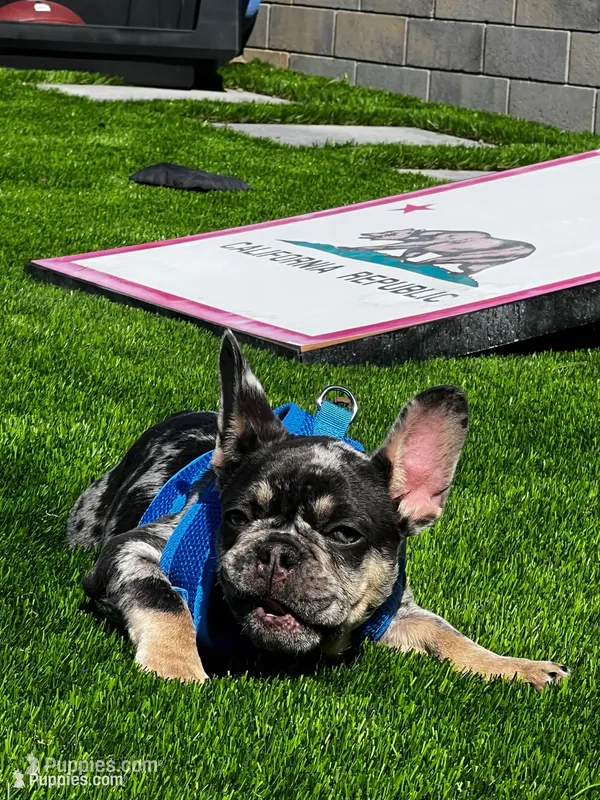 Rubble – French Bulldog puppy for sale in San Diego, CA