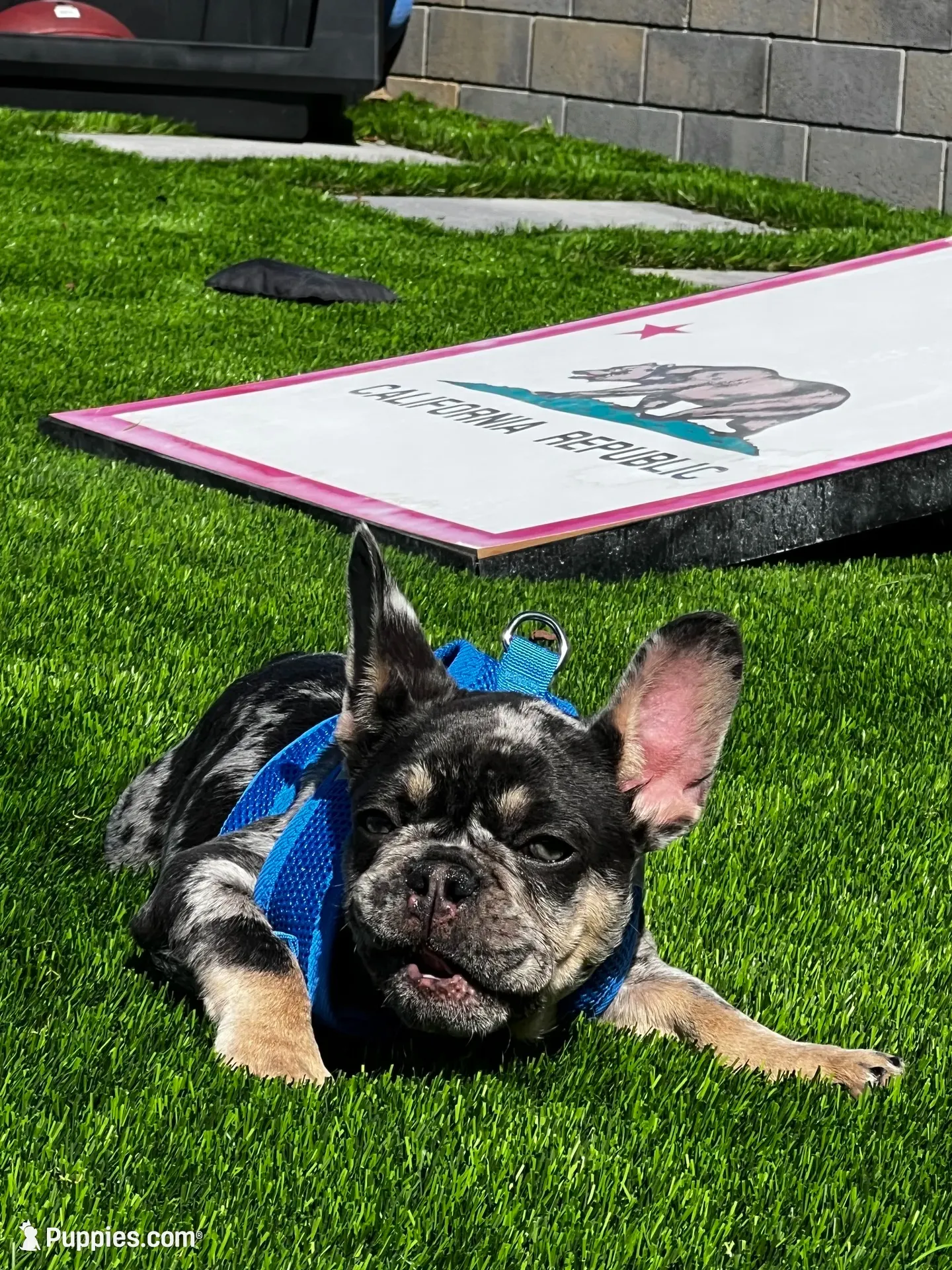 Rubble, a male French Bulldog for sale in San Diego, CA – 1 of 9