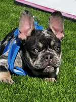 Rubble, a male French Bulldog for sale in San Diego, CA – 4 of 9