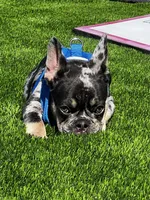 Rubble, a male French Bulldog for sale in San Diego, CA – 3 of 9