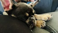 Rubble, a male French Bulldog for sale in San Diego, CA – 5 of 9
