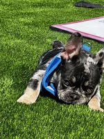 Rubble, a male French Bulldog for sale in San Diego, CA – 7 of 9