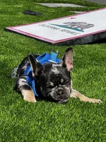 Rubble, a male French Bulldog for sale in San Diego, CA – 8 of 9