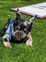 Rubble, a male French Bulldog for sale in San Diego, CA – 2 of 9