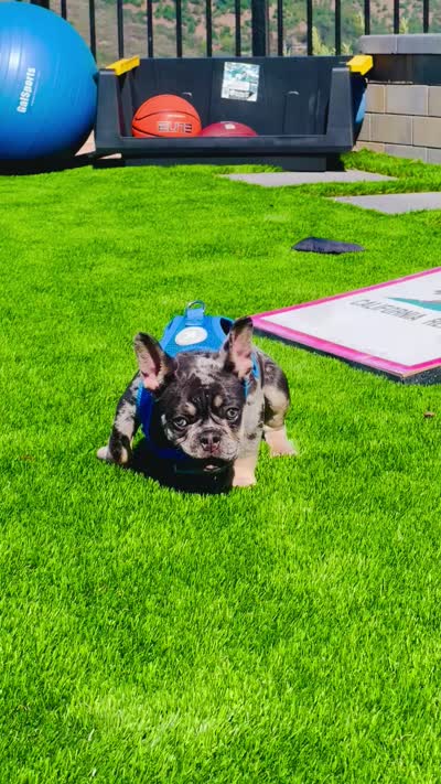 Rubble, a male French Bulldog for sale in Fallbrook, CA – 7 of 7