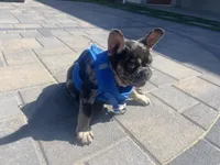 Rubble, a male French Bulldog for sale in Fallbrook, CA – 6 of 7