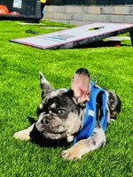 Rubble, a male French Bulldog for sale in Fallbrook, CA – 4 of 7