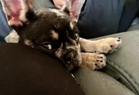 Rubble, a male French Bulldog for sale in Fallbrook, CA – 3 of 7