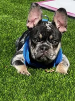 Rubble, a male French Bulldog for sale in San Diego, CA – 6 of 9