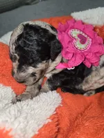 Mimi-lou, a female Poodle - Multi-Colored Standard for sale in Miami Gardens, FL – 9 of 10