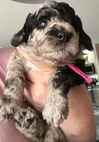 Mimi-lou, a female Poodle - Multi-Colored Standard for sale in Miami Gardens, FL – 4 of 10