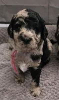 Mimi-lou, a female Poodle - Multi-Colored Standard for sale in Miami Gardens, FL – 2 of 10