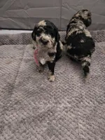 Mimi-lou, a female Poodle - Multi-Colored Standard for sale in Miami Gardens, FL – 5 of 10