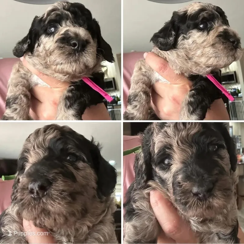 Mimi-lou – Poodle - Multi-Colored Standard puppy for sale in Miami Gardens, FL