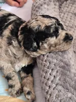 Mimi-lou, a female Poodle - Multi-Colored Standard for sale in Miami Gardens, FL – 8 of 10