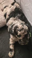 Titi, a male Poodle - Multi-Colored Standard for sale in Miami Gardens, FL – 2 of 10