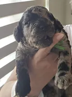 Titi, a male Poodle - Multi-Colored Standard for sale in Miami Gardens, FL – 4 of 10